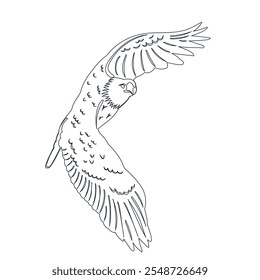 bird flying sketch on white background, vector