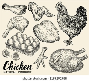 Bird and food objects. Sketch of poultry hen. Split carcass of chicken, wings, legs, eggs isolated on white background. Sketch style. Hand drawing Vector