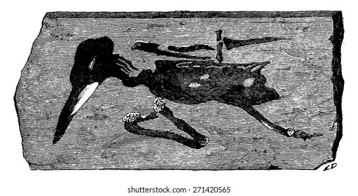 Bird fossils found in Montmartre, vintage engraved illustration. Earth before man 1886.