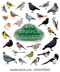 Bird Garden Birdwatch Species Set Cartoon Vector