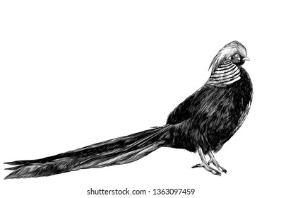 bird Golden pheasant, sketch vector graphics monochrome illustration on white background
