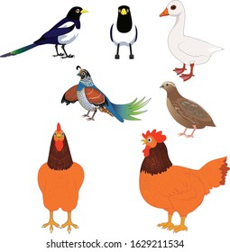 bird goose chicken swallow bird