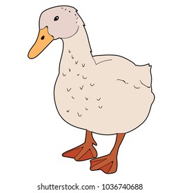 bird goose, duck