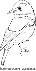 Icono de vector de dibujo gráfico de pájaro