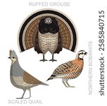 Bird Grouse Quail Bobwhite Set Cartoon Vector