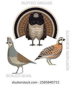 Bird Grouse Quail Bobwhite Set Cartoon Vector