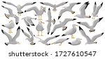 Bird gull vector cartoon set icon. Vector illustration seagull on white background. Isolated cartoon set icon bird gull.