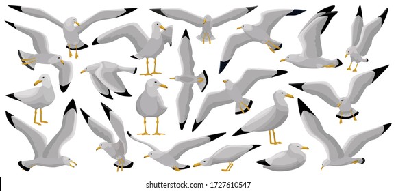 Bird gull vector cartoon set icon. Vector illustration seagull on white background. Isolated cartoon set icon bird gull.