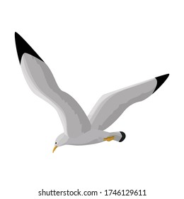 Bird gull vector icon.Cartoon vector icon isolated on white background bird gull.