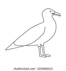 Bird gull vector icon.Outline vector icon isolated on white background bird gull.