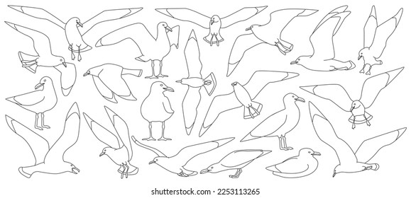 Bird gull vector outline set icon. Vector illustration seagull on white background. Isolated outline set icon bird gull.