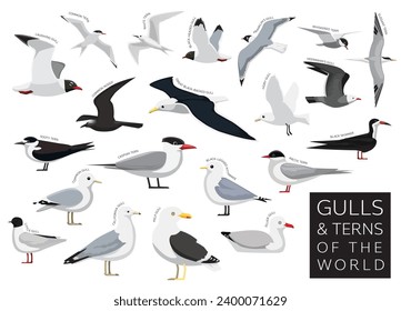 Bird Gulls and Terns of the World Set Cartoon Vector Character