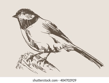 bird hand draw sketch, vector