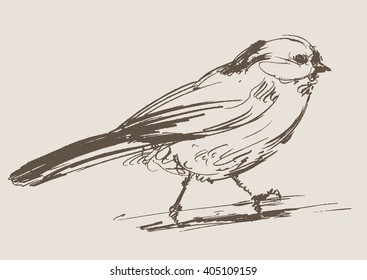 bird hand draw sketch, vector