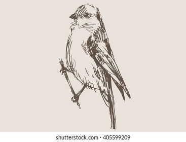 bird hand draw sketch, vector