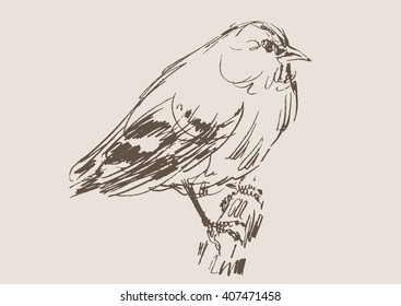 bird hand draw sketch, vector