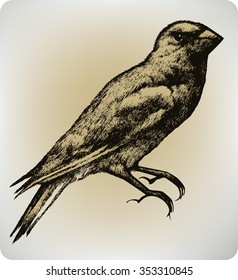 Bird, hand drawing, vector illustration.