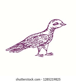 Bird hand drawn doodle, sketch in naïve style, outline vector illustration