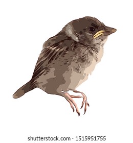 Bird hand drawn isolated illustration on white background
