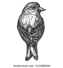 Bird hand drawn isolated on white background. Vector element in sketch monochrome style. Vintage illustration.