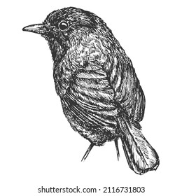 Vogel, einzeln auf weißem Hintergrund. Vektorelement im Sketch-Monochrom-Stil. Vintage-Illustration.