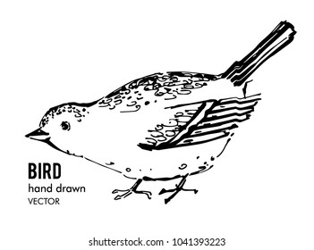 Bird hand drawn. Vector