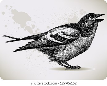 Bird, hand-drawing. Vector illustration.