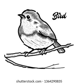 Bird hand-drawn illustration