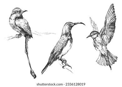 Ilustración de pájaro dibujada a mano, dibujo de pájaro