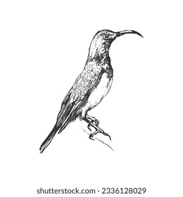 Ilustración de pájaro dibujada a mano, dibujo de pájaro