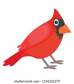 
Bird having red color and beak, cardinal bird 
