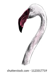 bird head Flamingo with long neck sideways in profile, sketch vector graphic color illustration on white background
