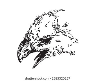 Bird head vector illustration. Hawk beak drawing.