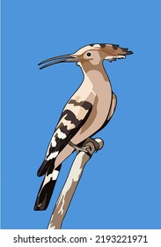 ave aislada (hoopoe) en ilustración vectorial de fondo azul.