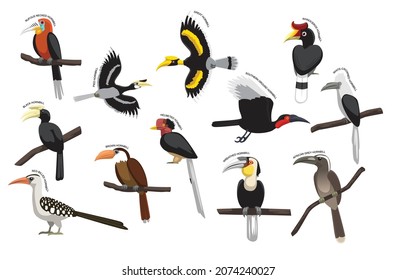 Bird Hornbill Set Various Kind Identify Cartoon Vector