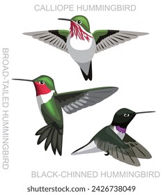 Bird Hummingbird Calliope Utah Cartoon Vector