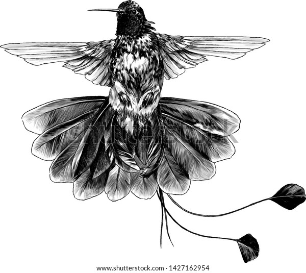 白い背景にスケッチスタイルで開いた羽と青い尾を持つ鳥のハチドリ スケッチベクターグラフィックスのモノクログラフィックイラスト のベクター画像素材 ロイヤリティフリー