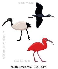 Bird Ibis Set Cartoon Vector Illustration