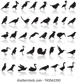 Bird icon set