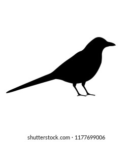 Bird icon, silhouette, logo on white background