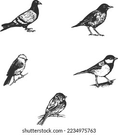 bird icon vector, bird logo design