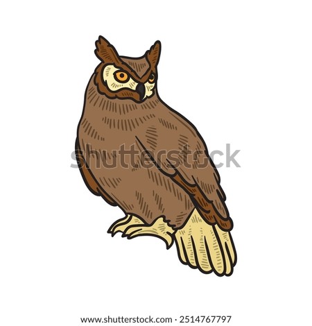 Bird Illustration Colored - Owl