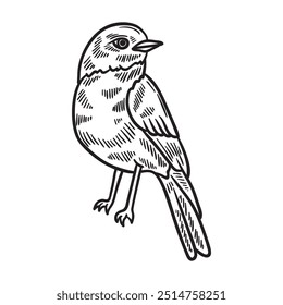 Bird Illustration Colorless - Blue Bird