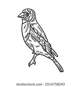 Bird Illustration Colorless - Goldfinch