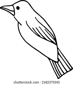 Bird illustration. Crow, starling. Hand-drawn doodles illustration.
Line art.