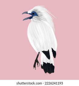bird illustration with hand drawn