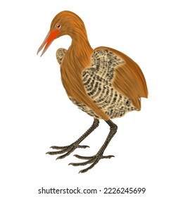 bird illustration with hand drawn