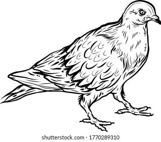 A bird illustration on a white background
