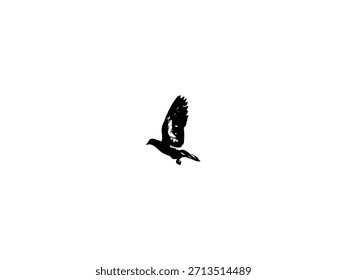 bird illustration, seagull illustration, flying bird