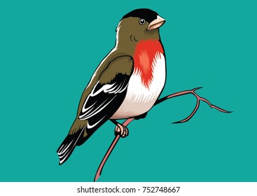 bird illustration vector 